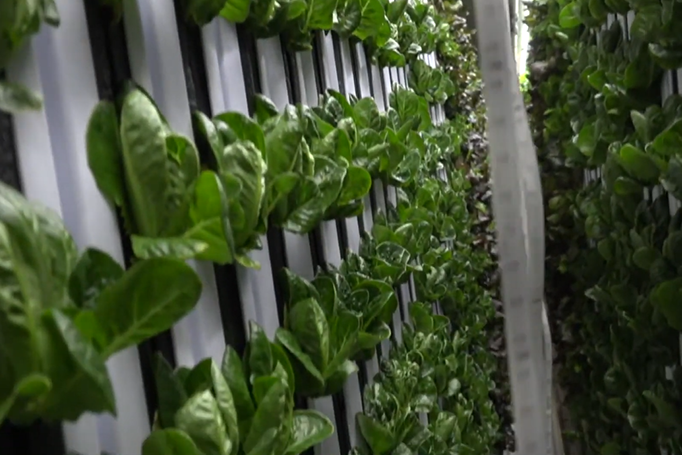 Photograph of greens growing in our Freight Farm